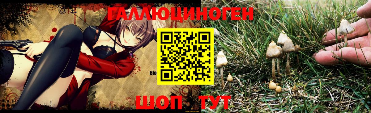 Кудымкар  Псилоцибиновые грибы Psilocybine cubensis  Вход с VPN 