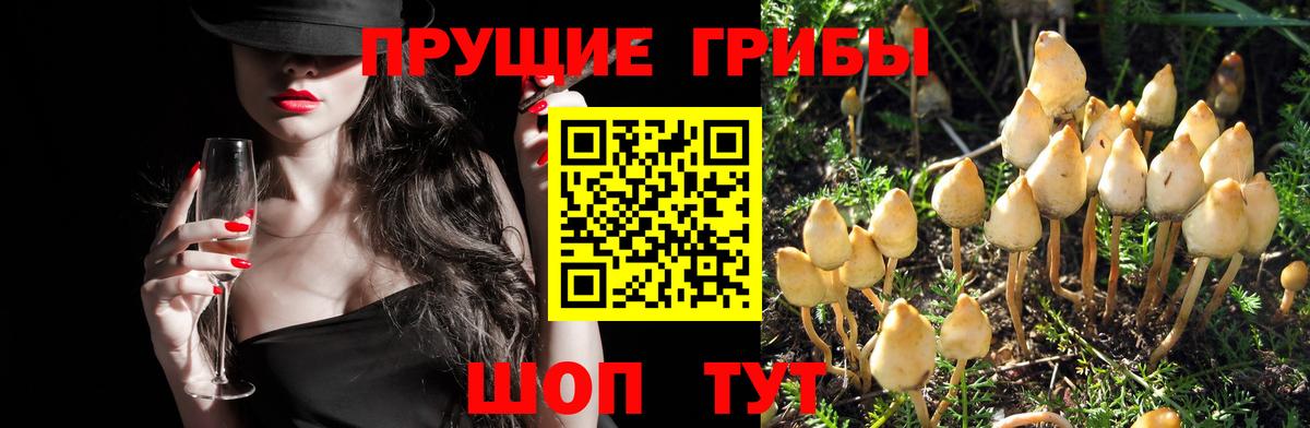 Галлюциногенные грибы Psilocybine cubensis Кудымкар